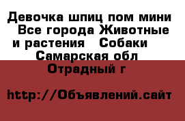 Девочка шпиц пом мини - Все города Животные и растения » Собаки   . Самарская обл.,Отрадный г.